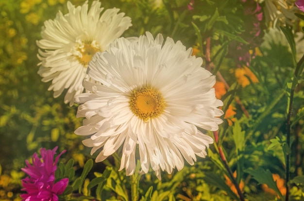 Snow flurry flower in bloom on autumn colorful background Aster at autumn background