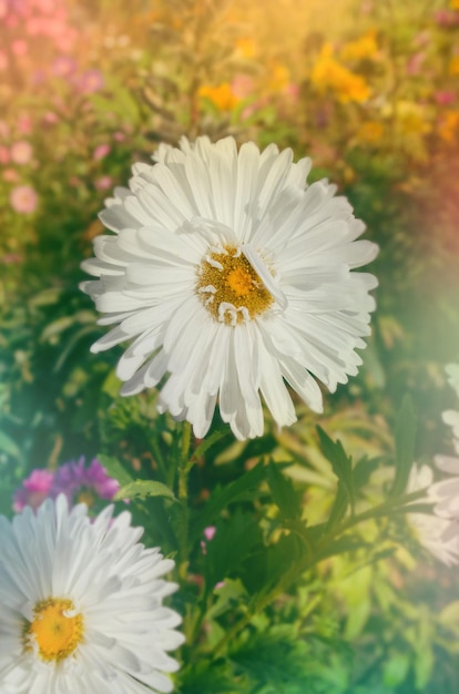 Snow flurry flower in bloom on autumn colorful background Flowering asters in autumnal garden Aster at golden autumn background with free space