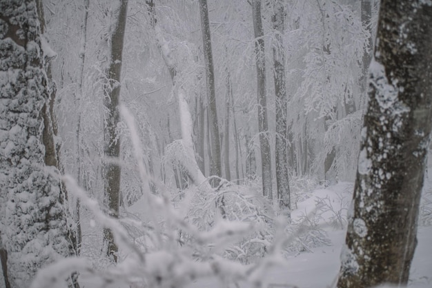 Snow in the foggy forest