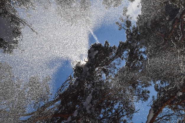 Snow forest, sunny day in winter, snowflake in blue sky