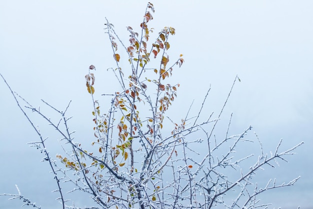 Snow and frost covered tree with the last dry leaves on a background of winter sky