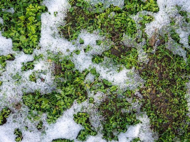 Snow on green grass Winter in the south Sudden snowfall Background from snow and grass Contrast