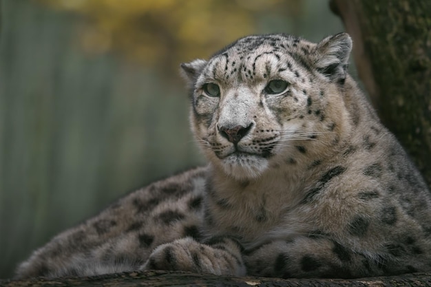 Snow leopard Irbis