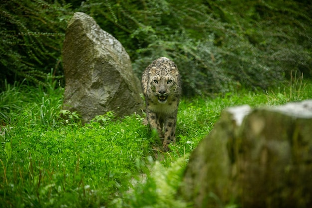 Photo snow leopard portrait in amazing light wild animal in the nature habitat very rare and unique wild cat irbis panthera uncia uncia uncia