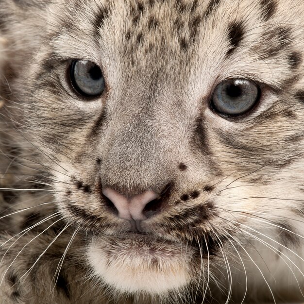 Snow leopard -Uncia uncia or Panthera uncia (2 months old)