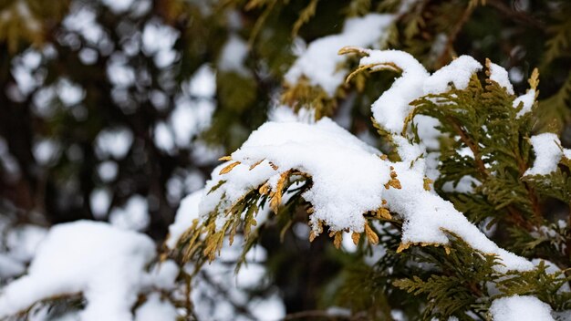 Snow on the lush branches of a coniferous tree