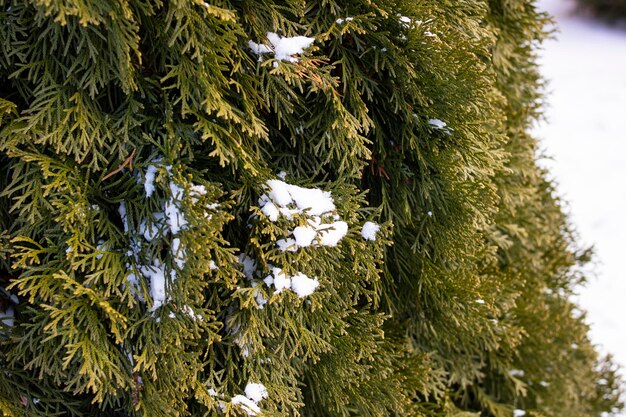 Snow on the lush thuja branches closeup