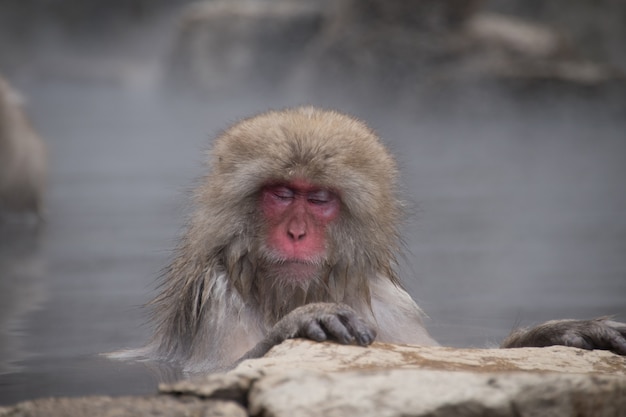 Snow monkey