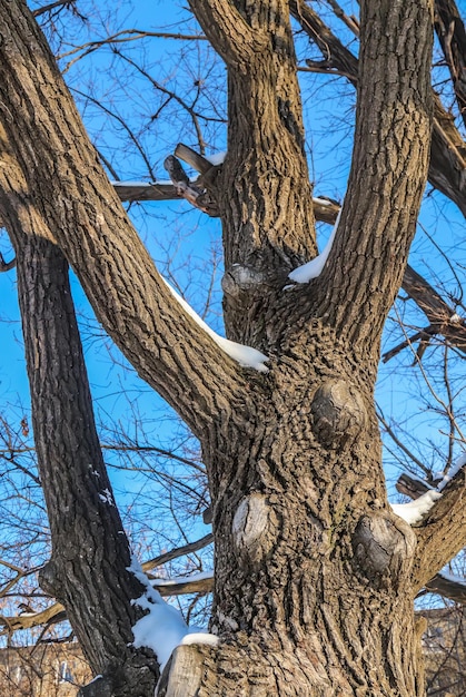 Snow on the oak tree trunk in nature