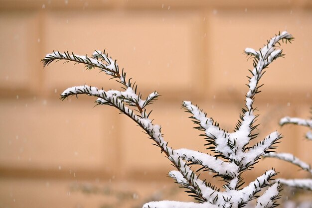 Snow on a pine tree in front of a tan wall.