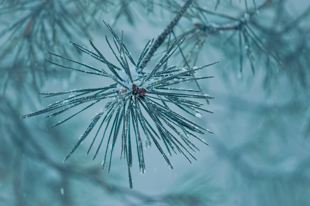 snow on the pine tree leaves in winter season