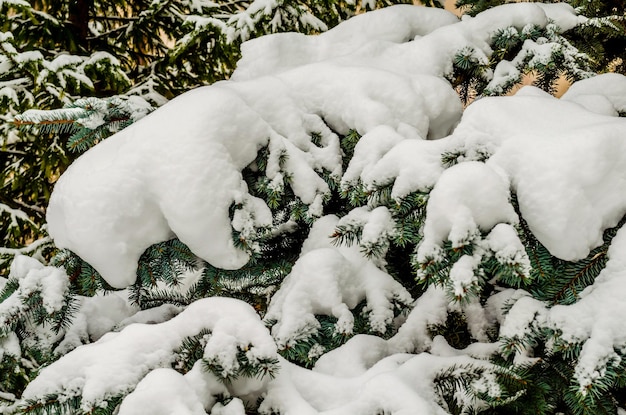 Snow on a pine tree