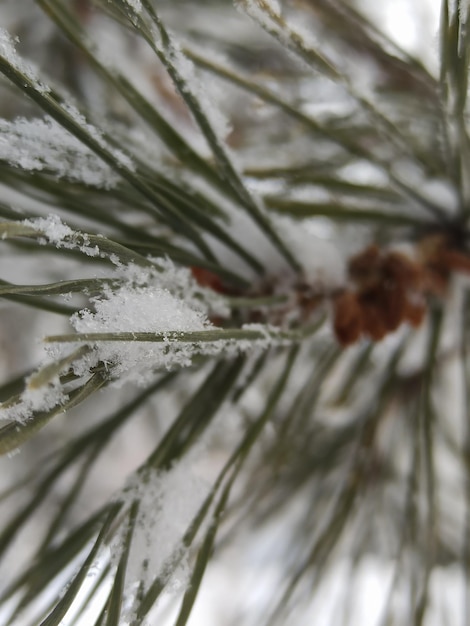 Snow on a pine tree