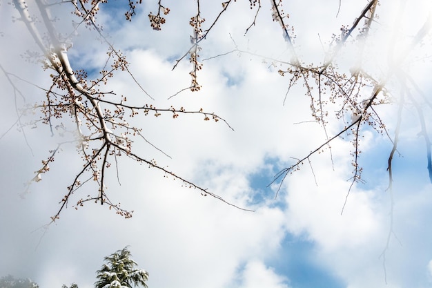 Snow plum blossom in blue sky background