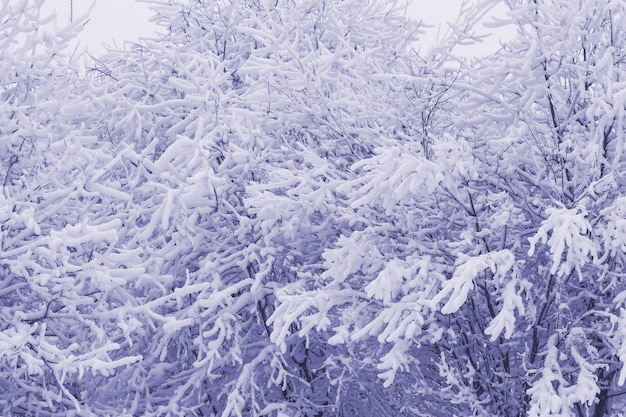 Snow and rime ice on the branches of bushes, winter background with twigs covered with hoarfrost Toned in color of the year 2022, very peri