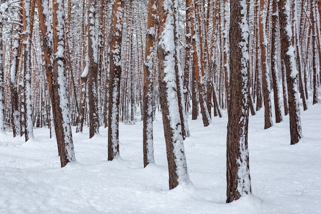 Snow over the spruces and pines in Surami, pine forest