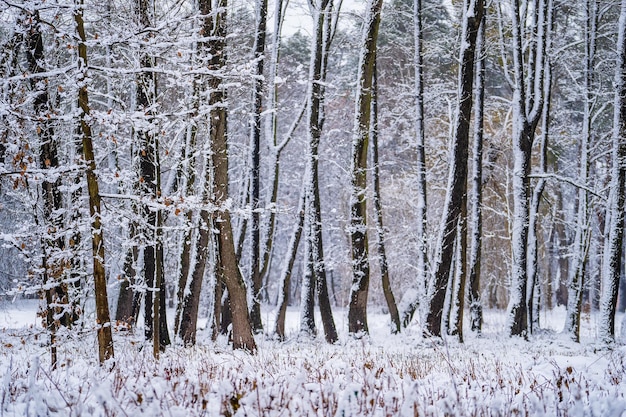 Snow on tree branches in winter park Ukraine