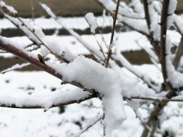 Snow on tree