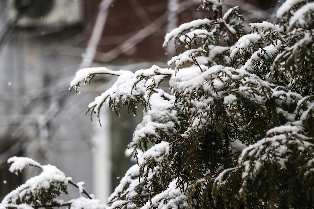 Snow on a tree