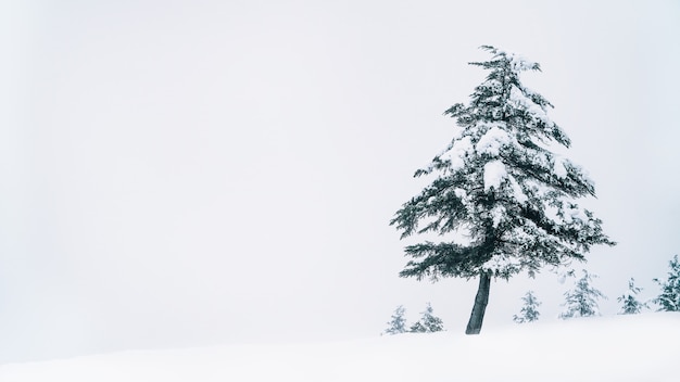 Snow and Tree