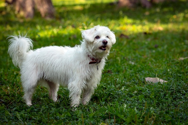 A snow-white lapdog in a green clearing. Close-up.