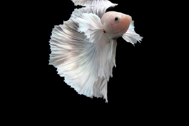 Snow white platinum halfmoon dumbo ear betta fish