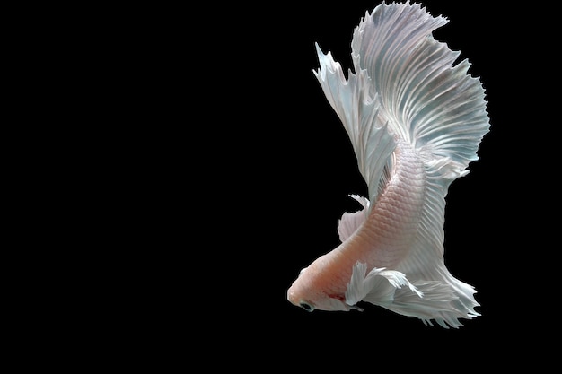 Snow white platinum halfmoon dumbo ear betta fish