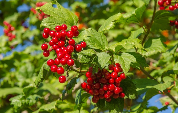 SnowballÂ tree, guelder-rose, viburnum