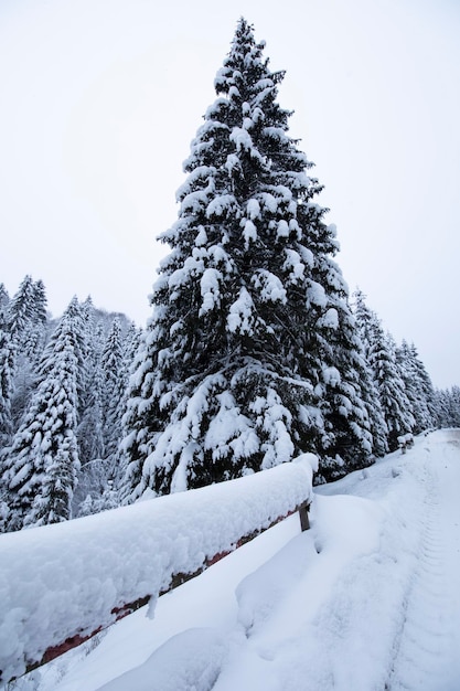 Snowcovered Christmas tree by the road Winter cold day in the forest