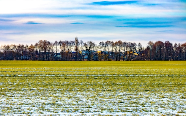 Snowcovered cultivated field with green grass In early spring before the sowing campaign