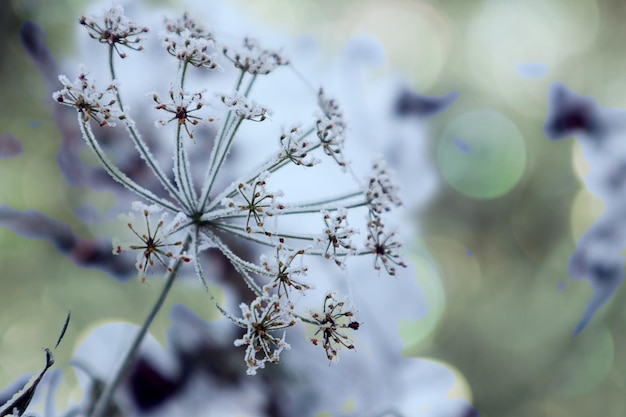 Snowcovered dry inflorescences against the background of a snowy field closeup bokeh