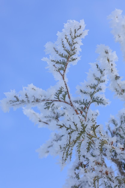 A snowcovered fir branch on a defocused background of blue sky Selective focusing and shallow depth of field