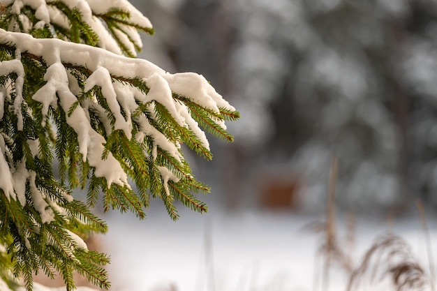 Snowcovered fir tree branches close up outdoors with selective focus