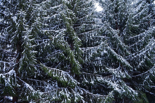 Snowcovered fir trees in the mountain forest