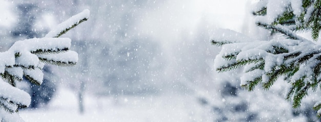 Snowcovered fir trees in a winter park during a snowfall Christmas and New Year card