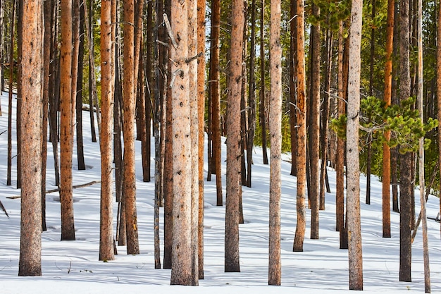 Snowcovered ground with wall of pine tree trunks