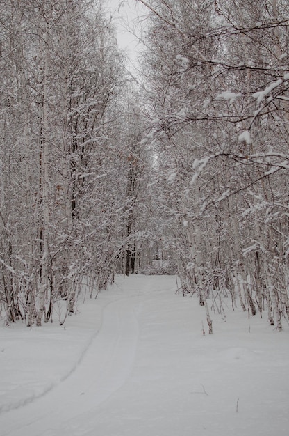 Snowcovered landscape in Russia Birch trees covered with snow on frosty evening Beautiful winter panorama Fantastic winter background Snowcovered trees in winter forest with road Vertical photo