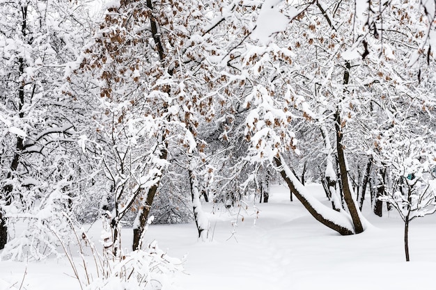 Snowcovered maple trees in public urban garden