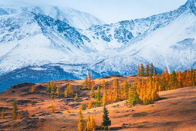 Snowcovered mountains with yellow autumn trees in Altai Russia Beautiful autumn landscape