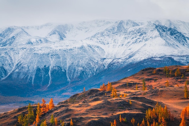 Snowcovered mountains and yellow autumn trees in Altai Russia