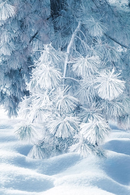 Snowcovered pine branches in the winter forest