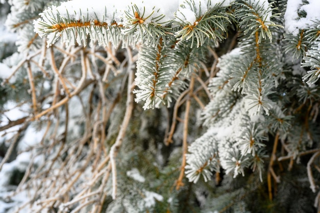 Snowcovered pine tree branch at sunset with ice fog