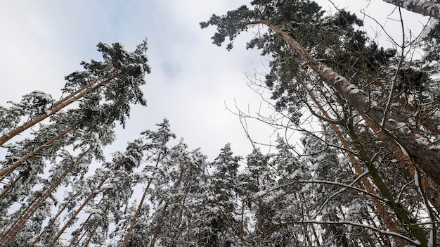 Snowcovered pine trunks ne trees in a row Snowy forest