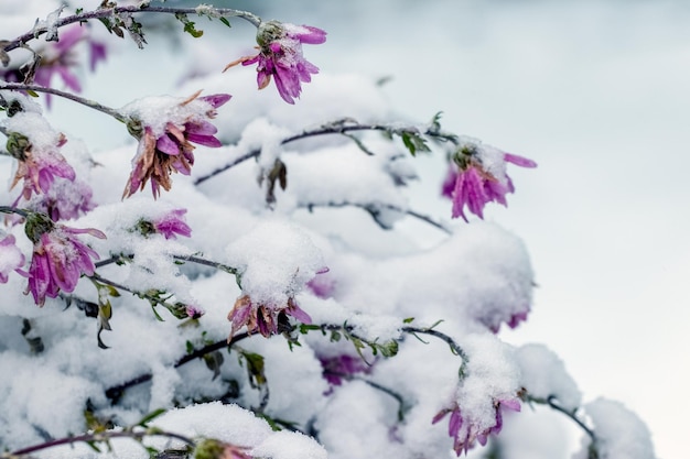 Snowcovered pink chrysanthemums at the beginning of winter