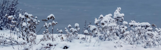 Snowcovered plants on the river bank after a heavy snowfall