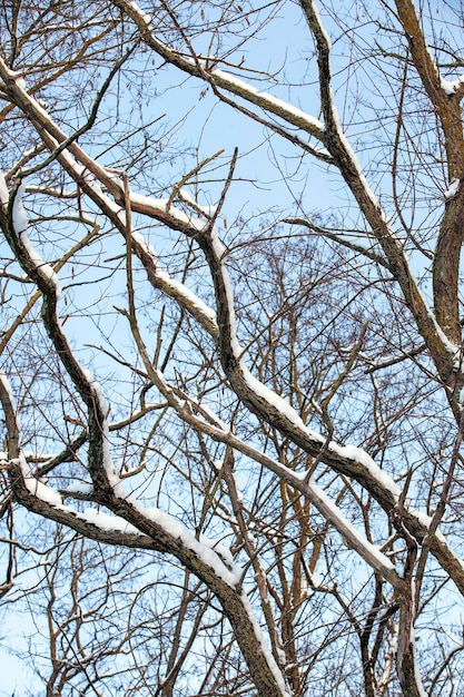 Snowcovered plants in the winter season