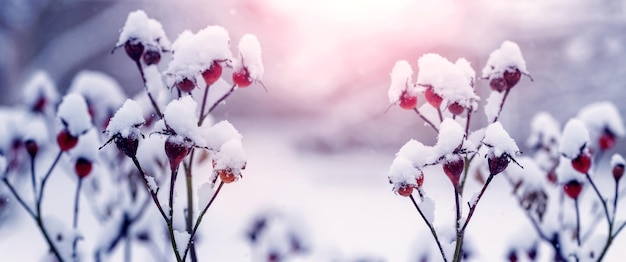 Snowcovered red rosehip berries on a bush in winter in sunny weather A rose bush in winter