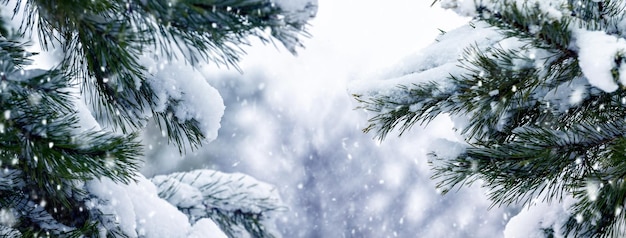 Snowcovered spruce branches in winter forest during snowfall