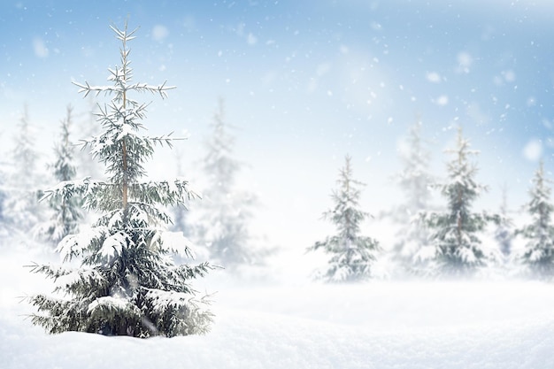 Snowcovered spruce in a snowdrift against the backdrop of a winter forest