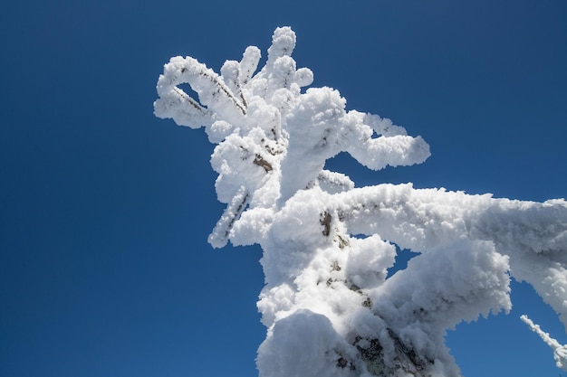 A snowcovered tree in the blue sky